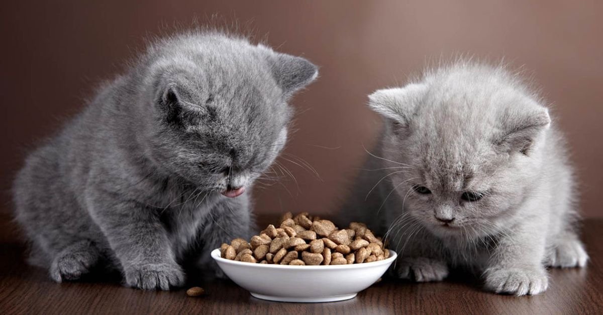 kitten food