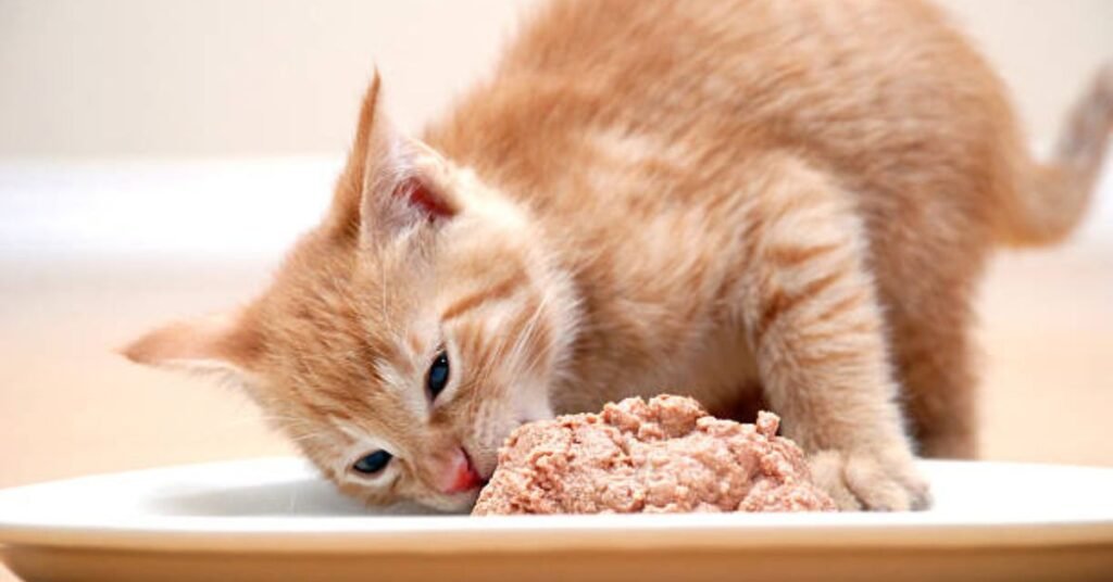 kitten food