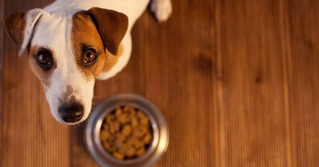 Dr Marty Dog Food