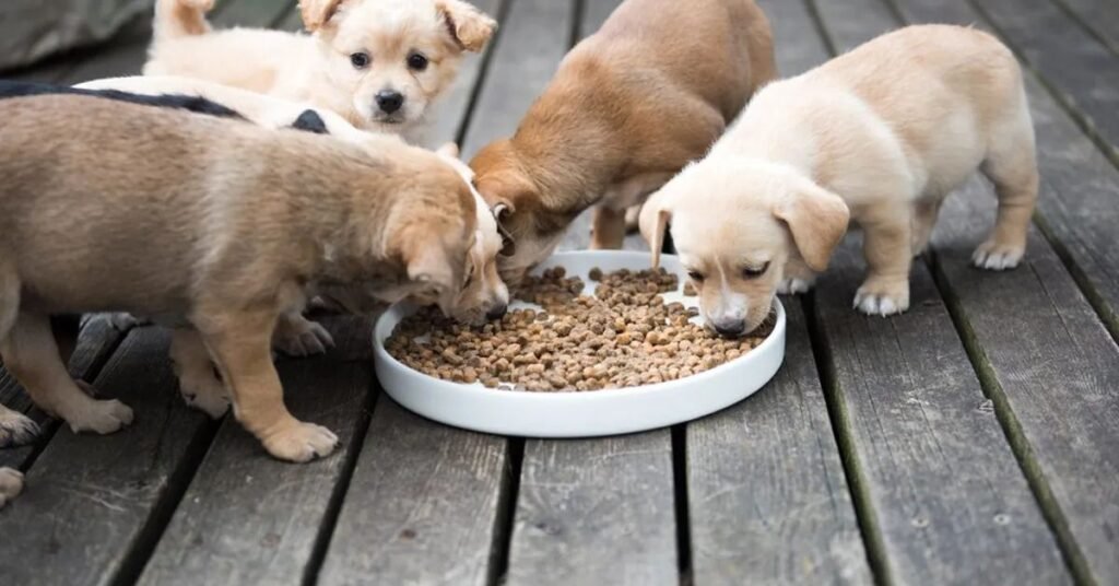 Dr Marty Dog Food