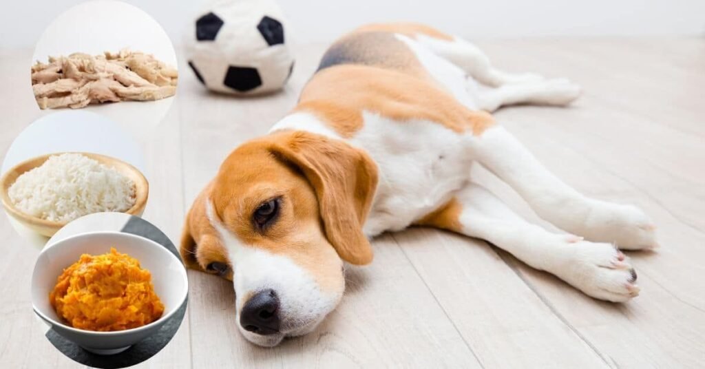 best dog foods for sensitive stomach