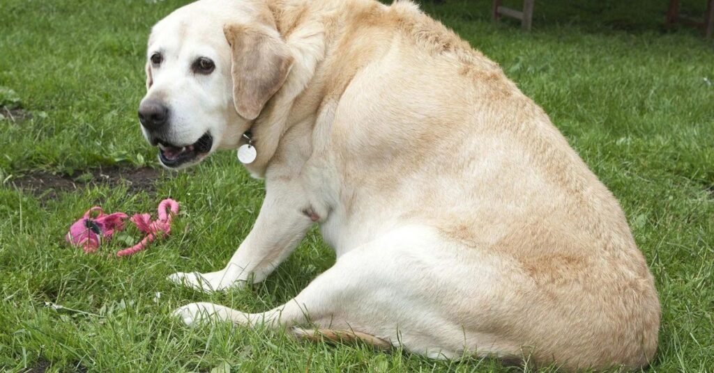 
best dog foods for sensitive stomach