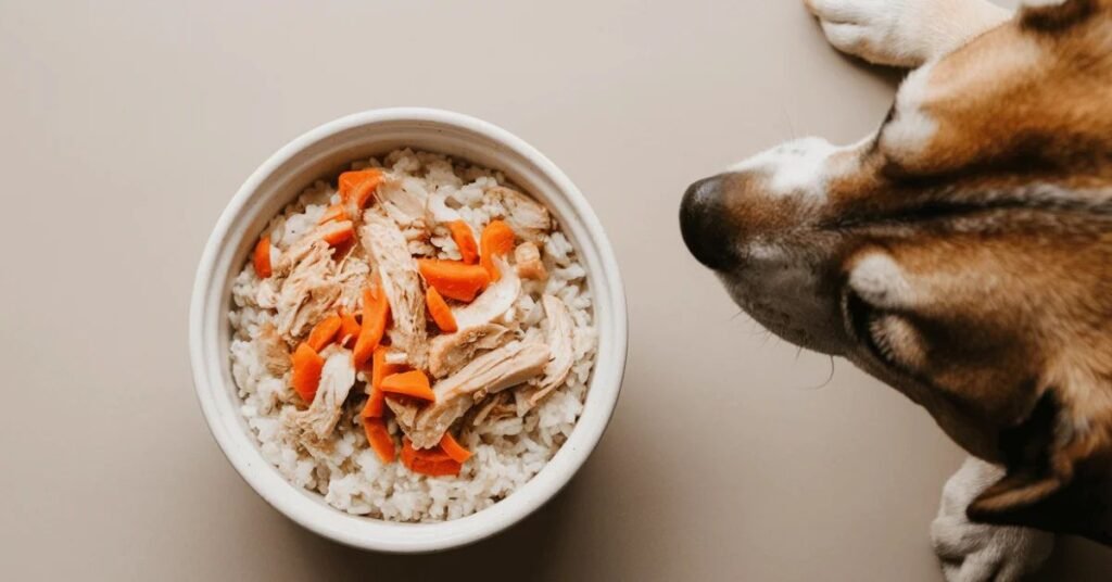 best Dog foods for Sensitive Stomach