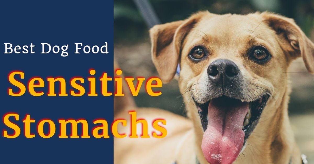 best dog foods for sensitive stomach