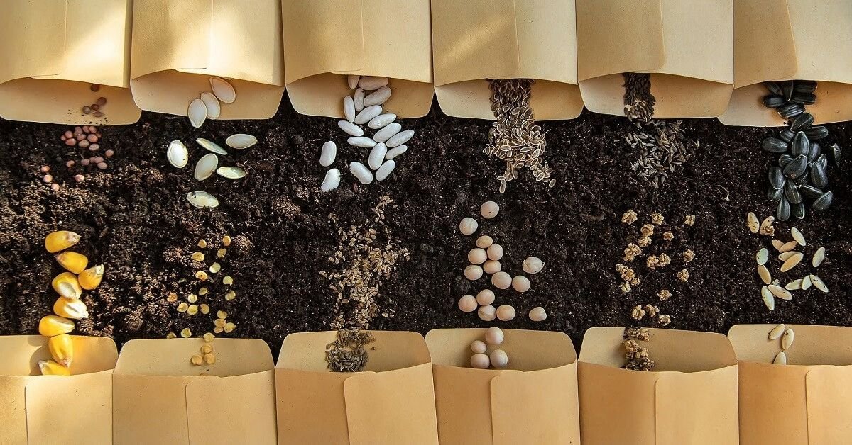sesame seeds