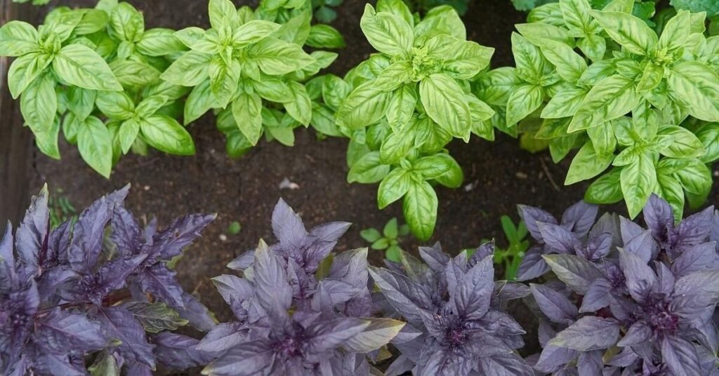 basil in spanish food