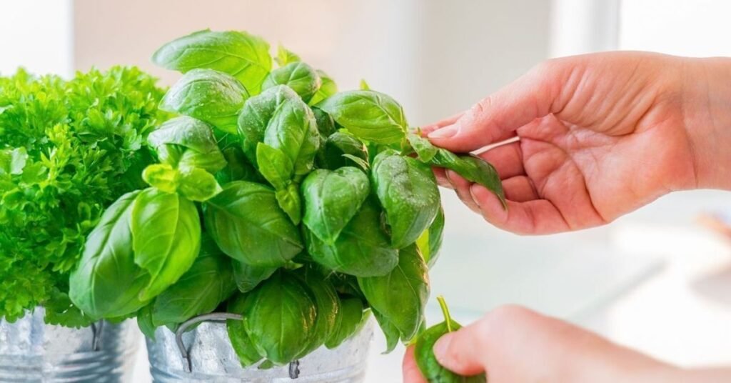 basil in spanish food
